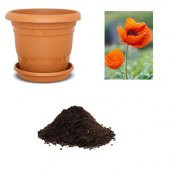 Turuncu Gelincik Çiçeği Tohumu Ekim Seti - 1