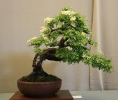 Nadir İthal Bodur Sarı Alıç Bonzai Ağacı Tohumu 3 Tohum Bonsai Tohumu thumbnail 2