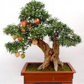 Nadir İthal Bodur Nar Bonzai Ağacı Tohumu 5 Tohum Bonsai Tohumu - 3