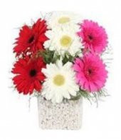 Karışık Gerbera Çiçeği Tohumu Ekim Seti thumbnail 2