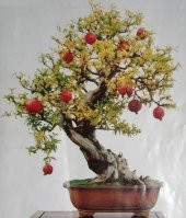 Nadir İthal Bodur Nar Bonzai Ağacı Tohumu 5 Tohum Bonsai Tohumu - 4