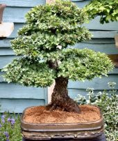 Nadir İthal Bodur Sarı Alıç Bonzai Ağacı Tohumu 3 Tohum Bonsai Tohumu thumbnail 3