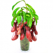 Venus Fly Trap Nepenthes Etçil Etobur Bitki sinek Kapan Nepentes 10 Tohum - 3