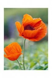 Karışık 5 Renk Gelincik Çiçeği Tohumu Ekim Seti thumbnail 2