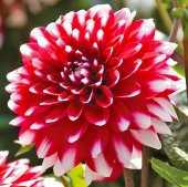 Ithal Nadir Karışık Dev Dahlia Çiçeği Tohumu Çiçek Tohumu 5 Tohum thumbnail 4