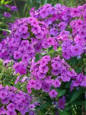 Karışık Phlox Çiçeği Tohumu Ekim Seti - 4