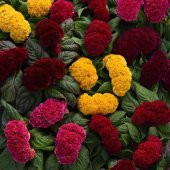 Karışık Celosia Tohumu Ekim Seti - 3