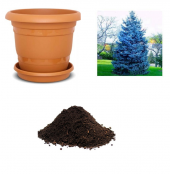 İthal Alman Mavi Okaliptüs Ağacı Tohumu Ekim Seti - 1