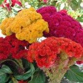 Karışık Celosia Tohumu Ekim Seti - 4