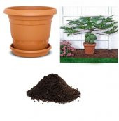 İthal Bodur Saksılık Papaya Ağacı Tohumu Ekim Seti thumbnail 1