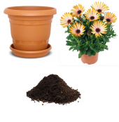 Nadir Gazania Çiçeği Tohumu Ekim Seti - 1