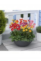 Nadir Karışık Gerbera Çiçeği Tohumu 5 Tohum Çiçek Tohumu thumbnail 5