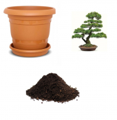 İthal Karaçam Bonsai Ağacı Tohumu Ekim Seti - 1