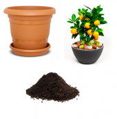 İthal Portakal Bonsai Ağacı Tohumu Ekim Seti thumbnail 1