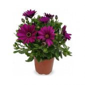 Nadir Gazania Çiçeği Tohumu Ekim Seti - 2