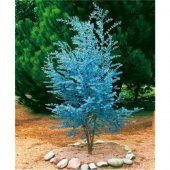 İthal Alman Mavi Okaliptüs Ağacı Tohumu Ekim Seti - 3