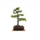 İthal Karaçam Bonsai Ağacı Tohumu Ekim Seti - 2