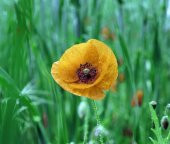 Karışık 5 Renk Gelincik Çiçeği Tohumu Ekim Seti thumbnail 6