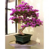 Nadir İthal Mersin Bonsai Ağacı Tohumu Ekim Seti - 4