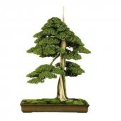 İthal Karaçam Bonsai Ağacı Tohumu Ekim Seti - 3