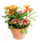 Nadir Gazania Çiçeği Tohumu Ekim Seti - 3