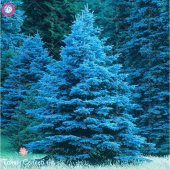 İthal Alman Mavi Okaliptüs Ağacı Tohumu Ekim Seti - 4