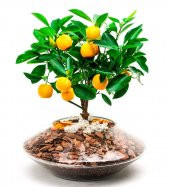 İthal Portakal Bonsai Ağacı Tohumu Ekim Seti thumbnail 2