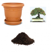 İthal Kırmızı Alıç Bonsai Ağacı Tohumu Ekim Seti - 1