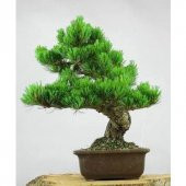 İthal Karaçam Bonsai Ağacı Tohumu Ekim Seti - 4