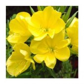 Nadir Ezan Çiçeği Tohumu Ekim Seti - 4