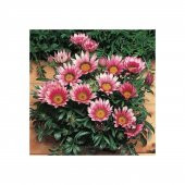 Nadir Gazanya Çiçeği Tohumu Ekim Seti - 4