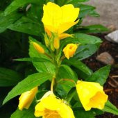 Nadir Ezan Çiçeği Tohumu Ekim Seti - 5