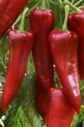 Eko Paket 100 Tohum Tatlı Kırmızı Kapya Biberi Tohumu Kapya Biber Tohumu thumbnail 3