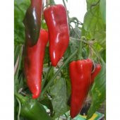 Eko Paket 100 Tohum Tatlı Kırmızı Kapya Biberi Tohumu Kapya Biber Tohumu thumbnail 4