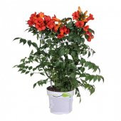 Nadir Acem Borusu Çiçeği Tohumu Ekim Seti 10 Tohum Saksı Toprak Kombin - 1