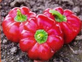 Nadir İthal Tatlı Domates Biberi Tohumu Ekim Seti 5 Tohum Biber Tohumu Saksı Toprak Kombin thumbnail 3