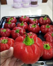 Nadir İthal Tatlı Domates Biberi Tohumu Ekim Seti 5 Tohum Biber Tohumu Saksı Toprak Kombin thumbnail 4