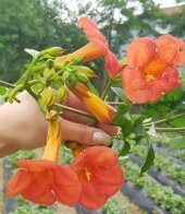 Nadir Acem Borusu Çiçeği Tohumu Ekim Seti 10 Tohum Saksı Toprak Kombin - 2