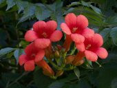 Nadir Acem Borusu Çiçeği Tohumu Ekim Seti 10 Tohum Saksı Toprak Kombin - 3