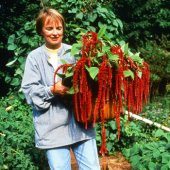 Nadir Tilki Kuyruğu Çiçeği Tohumu Ekim Seti 10 Tohum Saksı Toprak Kombin - 4