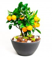 Bodur Portakal Bonzai Ağacı Tohumu 5 Adet Bonsai Ağacı Tohumu - 1