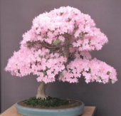 Bodur Cherry Blossom Bonzai Ağacı Ekim Seti 5 Adet Tohum Saksı Toprak Kombin thumbnail 1