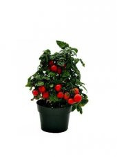 Nadir Saksılık Pinpon Domates Tohumu Ekim Seti 10 Tohum Saksı Toprak Kombin - 1