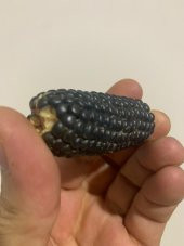 Nadir İthal Mini Siyah Mısır Tohumu Ekim Seti 3 Tohum Saksı Toprak Kombin - 3