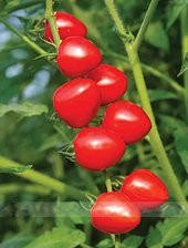 Nadir İthal Tomatoberry Çilek Domatesi Tohumu Domates Tohumu 5 Tohum - 3
