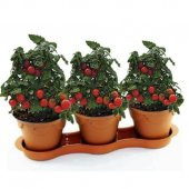 Nadir Saksılık Pinpon Domates Tohumu Ekim Seti 10 Tohum Saksı Toprak Kombin - 2