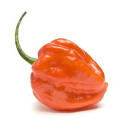 Çok Acı Habanero Biberi Tohumu 5 Adet Tohum Biber Tohumu - 1