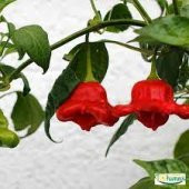 Nadir İthal Kırmızı Gül Biberi Tohumu 5 Adet Tohum Bishops Tacı Biber Tohumu thumbnail 2