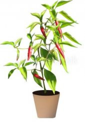 Nadir Saksılık Acı Kırmızı Cayenne Biber Tohumu Ekim Seti 10 Tohum Saksı Toprak Kombin thumbnail 1