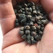 Süper Paket 100 Tohum Nadir İthal Siyah Nohut Tohumu Kara Nohut - 4